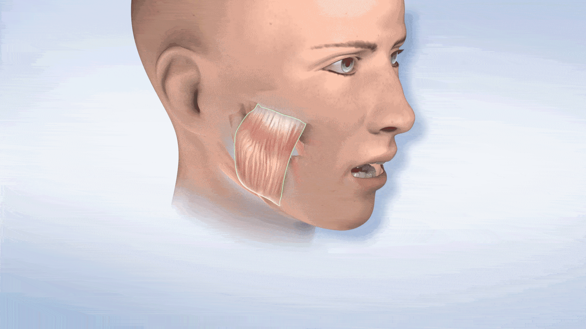 Ein Menschenkopf und Kiefermuskeln, die bei der  Auf- und abwärtsbewegung des Kiefers beteiligt sind